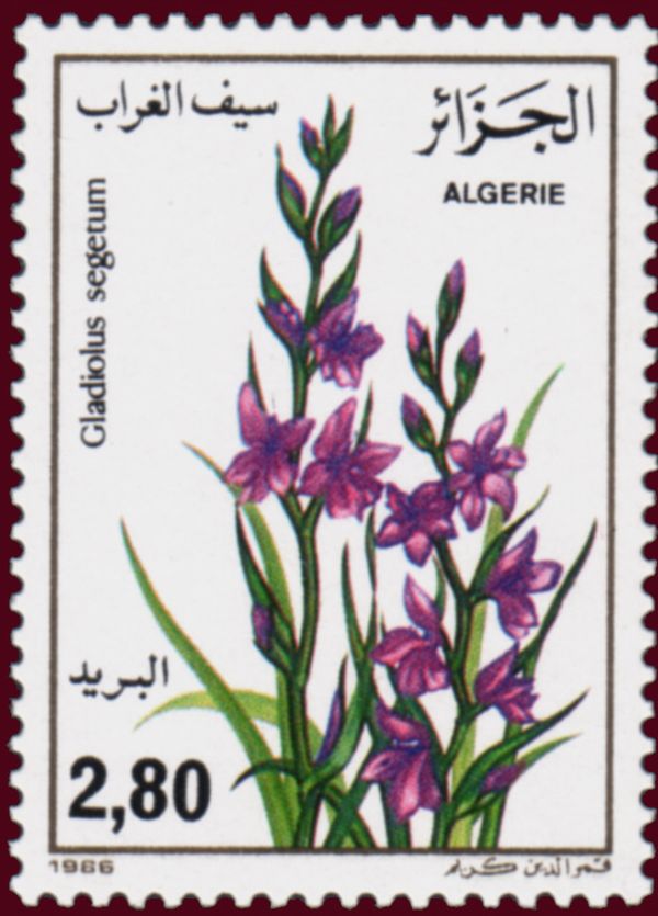 Gladiolus segetum