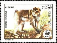 Barbary Macaque (Macaca sylvanus)