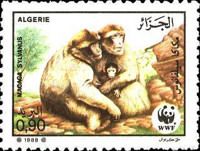 Barbary Macaque (Macaca sylvanus)
