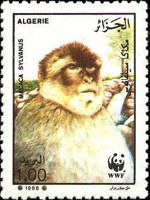 Barbary Macaque (Macaca sylvanus)