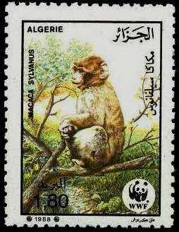 Barbary Macaque (Macaca sylvanus)