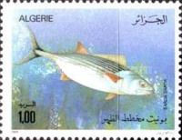 Atlantic Bonito (Sarda sarda)