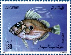 John Dory (Zeus faber)