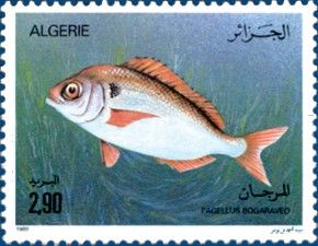Blackspot Seabream (Pagellus bogaraveo)