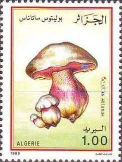 Devil's Bolete (Boletus satanas)