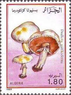 Yellow Stainer (Psaliota xanthoderma)