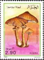 Parasol Mushroom (Lepiota procera )
