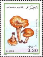 Saffron Milk Cup (Lactarius deliciosus)