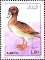 Domestic Duck (Anas platyrhynchos domestica)