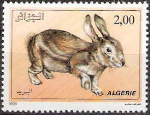 Domestic Rabbit (Oryctolagus cuniculus domesticus)