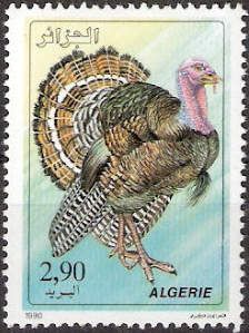 Domesticated Turkey (Meleagris gallopavo)