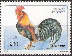 Rooster (Gallus gallus domesticus)