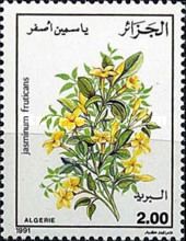 Jasminum fruticans