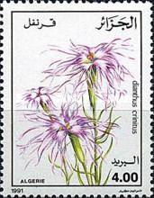 Dianthus crinitus