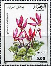 Cyclamen africanum