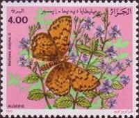 Spotted Fritillary (Melitaea didyma)
