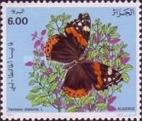 Red Admiral (Vanessa atalanta)