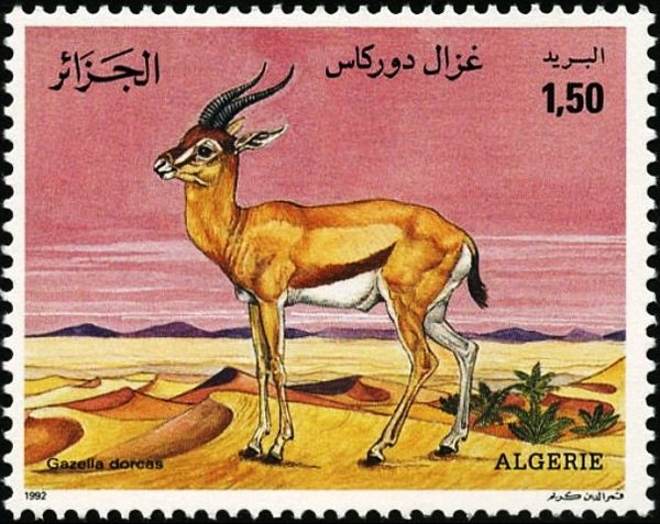 Dorcas Gazelle (Gazella dorcas)