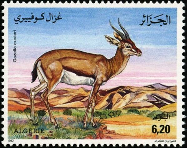 Cuvier's Gazelle (Gazella cuvieri)