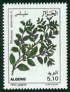 Rhamnus Alaternus L. (Evergreen Buckthorn)