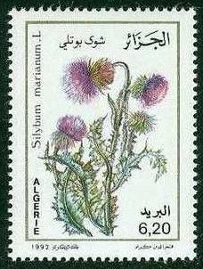 Sylibum Marianum L. (Blessed Milkthistle)