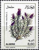 Lavandula Stoechas L. (Topped Lavender)
