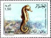Short-snouted Seahorse (Hippocampus hippocampus)