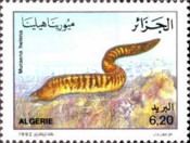 Mediterranean Moray (Muraena helena)