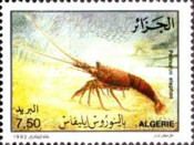 European spiny lobster (Palinurus elephas)