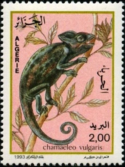 Common Chamäleon (Chamaeleo vulgaris)