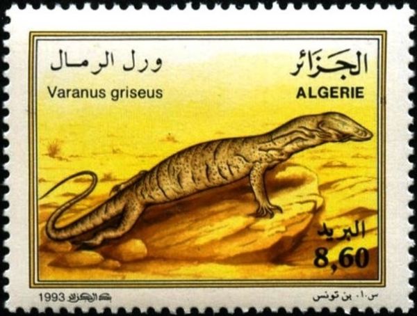 Desert Monitor (Varanus griseus)