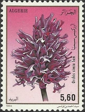 Orchis simia Lam