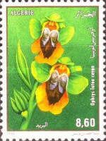 Ophrys lutea Cavan