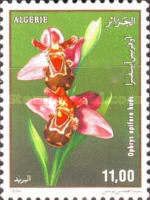 Ophrys apifera Huds