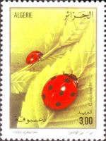 Seven-Spot Ladybird (Coccinella septempunctata)