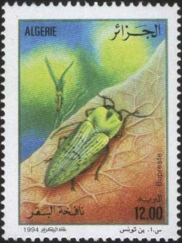 Jewel Beetle (Buprestis sp.)