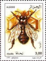 Honey Bee (Apis mellifera)