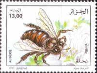 Honey Bee (Apis mellifera)