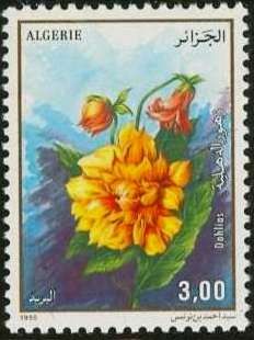 Dahlias