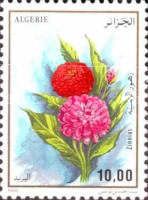 Zinnias