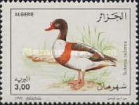 Common Shelduck (Tadorna tadorna)