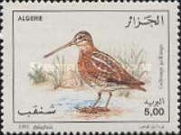 Common Snipe (Gallinago gallinago)