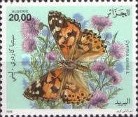 Painted Lady (Cynthia cardui L.)