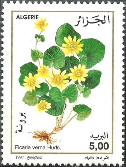 Ficaria verna Huds