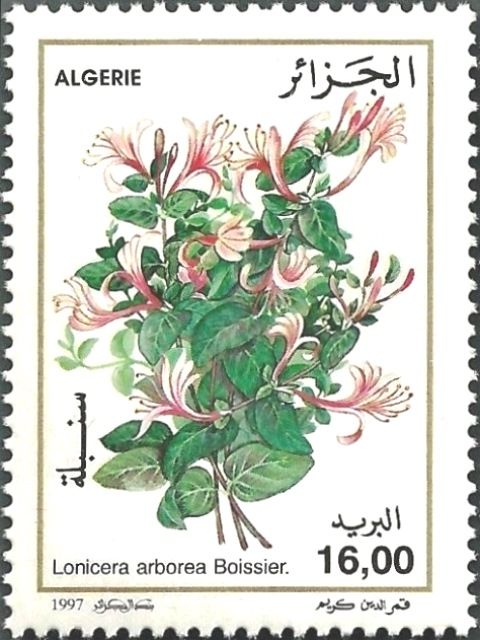 Lonicera arborea Boissier