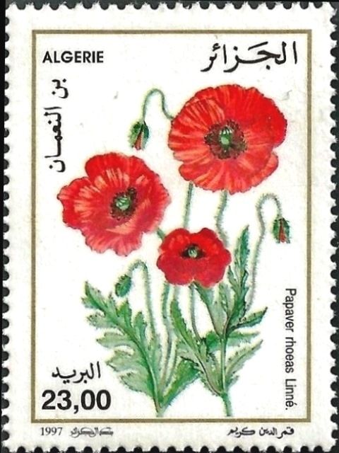Papaver rhoenas