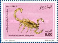 Common European Scorpion (Buthus occitanus tunetanus)