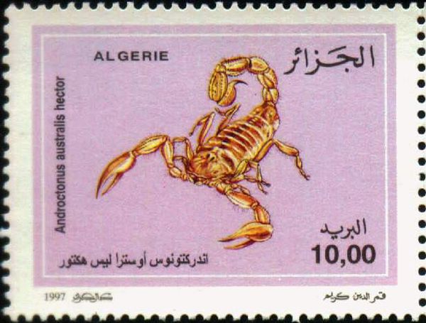 North African Desert Scorpion (Androctonus australis hector)