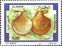 Variegated Scallop (Chlamys varia)