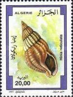 Netted Dog Whelk (Hinia reticulata)